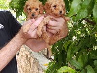 SEVİMLİ YAVRU TOY POODLE KÖPEĞİMİZ