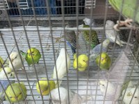 BEBEK MUHABBET KUŞU YENİ YEME DÜŞMÜŞTÜR