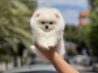 Orjinal pomeranian boo köpeği