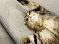 Yavru scottish fold