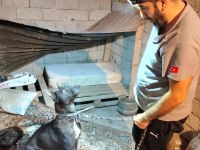 Şecereli Belçika Malinois