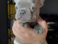 Son 4 yavru 50 günlük blue french bulldog yavrular