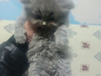OYUNCU UYSAL KEDİMİZ YUMAK YENİ YUVASINI ARIYOR