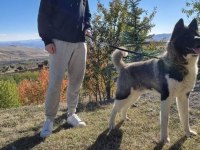 Safkan Amerikan Akita