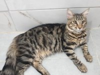 Main coon üreticiden kediler