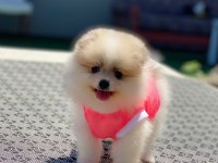 Pomeranian Boo safkan ayı surat bebeklerim
