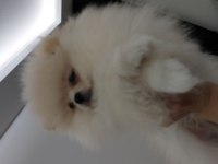 POMERANİAN ERKEK YAVRU