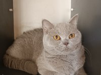 3 dışı 1 erkek yetişkin british shorthair