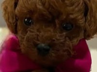 Teacup toy poodle yüzde yüz ırk ve sağlık garantili