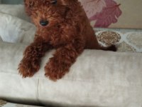 Podell_ankara sizin için seçtiği özel yavru köpekler