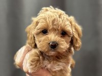 Mini mini maltipoo bebekler