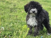 Silver ausie doodle yavrumuz