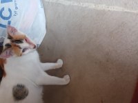 Sokaktan bulduğumuz kediyi sahiplendiriyoruz