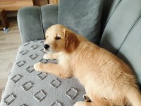 Golden Retriever Şila Kızımız