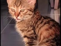 3,5 AYLIK TEKİR KEDİMİZ