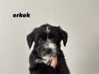 45 Günlük Morkie Yavrular - Evden Sağlıklı Bebekler