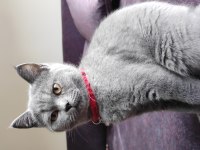 British Shorthair /Eskişehir