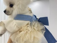Pomeranian yavru 7 aylık