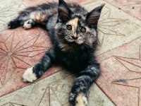 Mainecoon