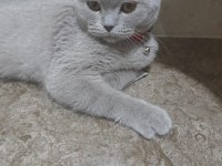 Scottish fold dişi yavru
