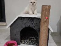 2 Aylık Scottish Fold Bebeklerimiz Sahiplerini bekliyor
