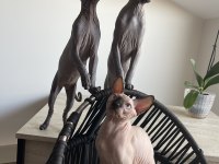 Tüysüz canada sphynx yavru