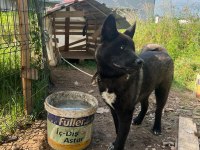 Akita 9 aylik erkek