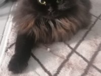 Dişi cins kedimiz