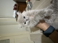 Orjinal ırk british longhair