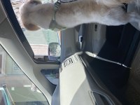 Maltese terrier köpeği