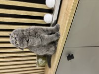 Scottish Fold Bebek
