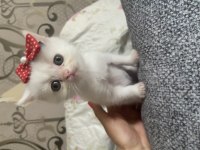 British shaded anne british shorthair baba 16 günlük bebek