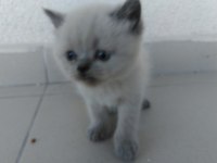 Yeni yavru kedimiz yuvamız