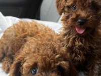 Toy poodle yavrular