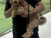 Sevecen Toy Poodle 12 Aylık