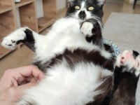 Smokin (tuxedo cinsi) kedimiz