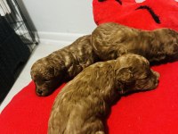 Gerçek Bir Toy Poodle