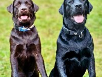 TÜRKİYENİN EN ÖZEL ÇİFLİĞİNDEN LABRADOR YAVRULARI 
