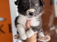 Muhteşem Border Collie bebekler