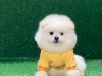 Orjinal Pomeranian