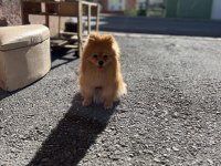 Pomeranian dişi 1 yaşında