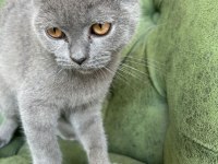 Scottish shorthair