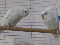 Damızlık kırmızı göz saf kan albino muhabbet kuşu