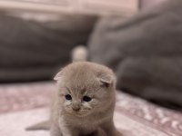 1 aylık scottish fold yavrular