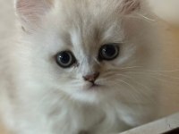 Çok tatlı, safkan british longhair erkek yavru