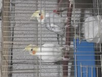 Kendim evde beslemekteyim ele alıştırmak için hazır kuşlar