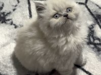 BRİTİSH LONGHAİR KEDİSİ (BLEUPOİNT)