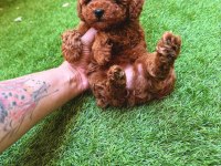 Show kalite kore redbrown toy poodle yavrularımız