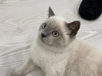 British blupoint erkek Yavru