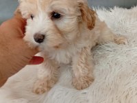 EV ORTAMINDA BÜYÜMÜŞ OLAN MİNİK KÖPEKLER